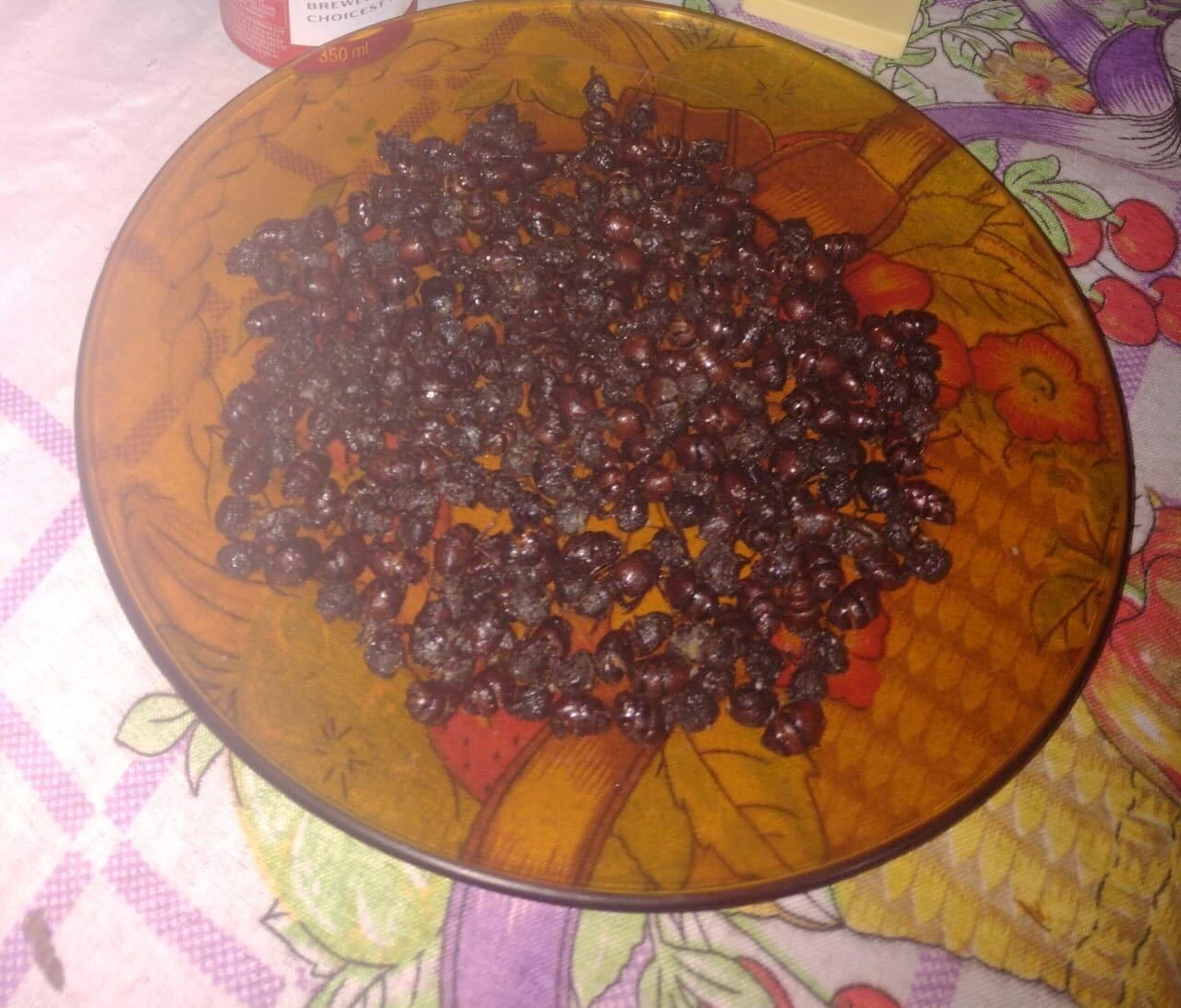 Receita de tanajura do jeito CERTO para ficar sequinha e Receita de tanajura do jeito CERTO para ficar sequinha e incendiar